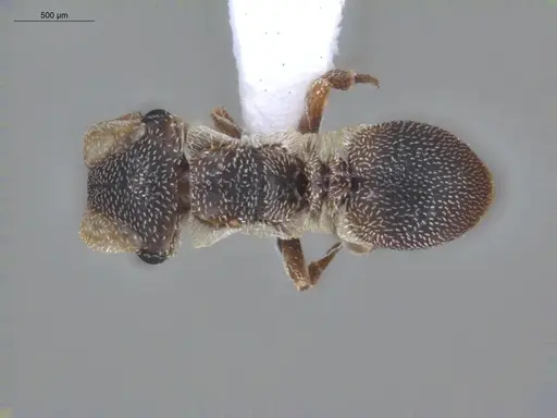 Cephalotes persimilis specimen ECOFOG-BUG-1101-03 image ecofog-bug-1101-03_1