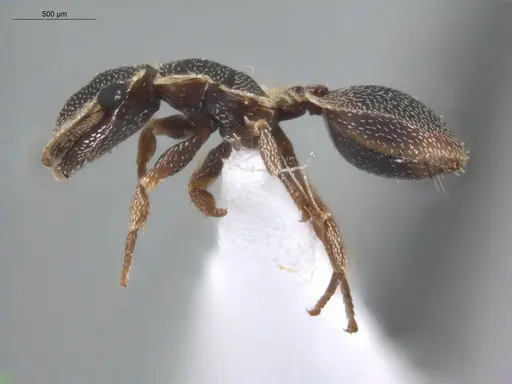 Cephalotes persimilis specimen ECOFOG-BUG-1101-03 image ecofog-bug-1101-03_3