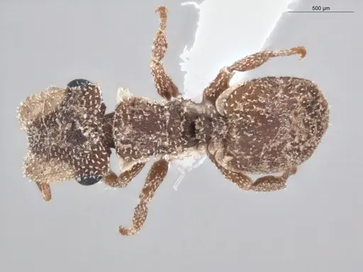 Cephalotes persimilis specimen ECOFOG-PA14-0161-09 image ecofog-pa14-0161-09_1