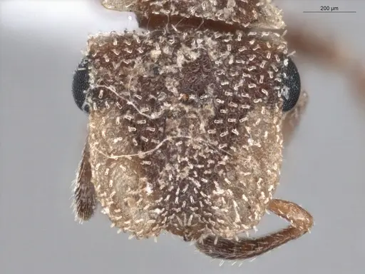 Cephalotes persimilis specimen ECOFOG-PA14-0161-09 image ecofog-pa14-0161-09_2