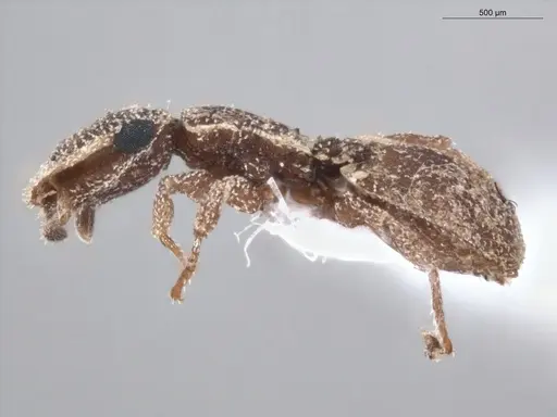 Cephalotes persimilis specimen ECOFOG-PA14-0161-09 image ecofog-pa14-0161-09_3