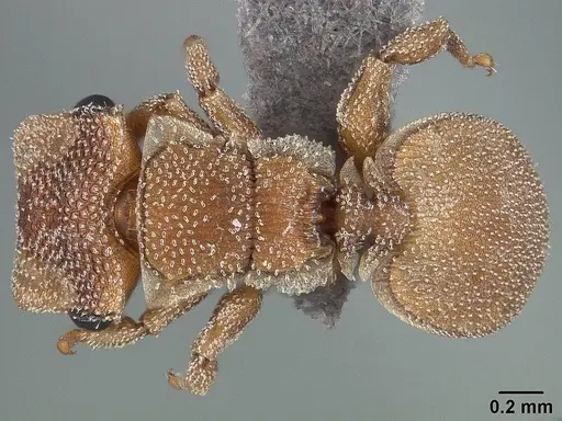 Cephalotes persimilis specimen USNMENT01124209 image usnment01124209_1