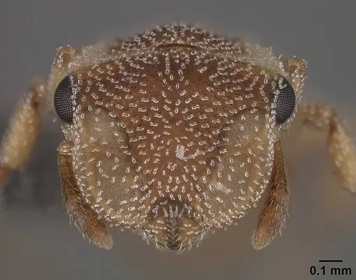 Cephalotes persimilis specimen USNMENT01124209 image usnment01124209_2