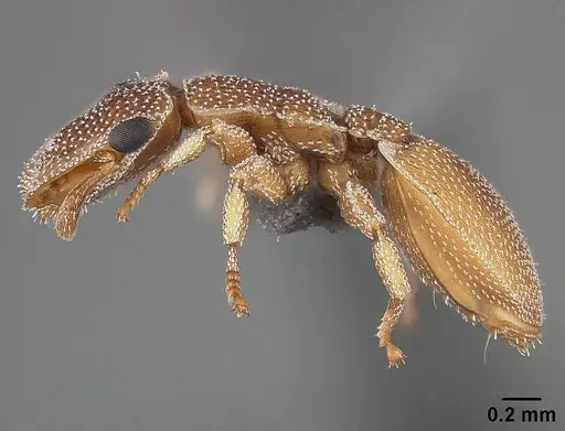 Cephalotes persimilis specimen USNMENT01124209 image usnment01124209_3