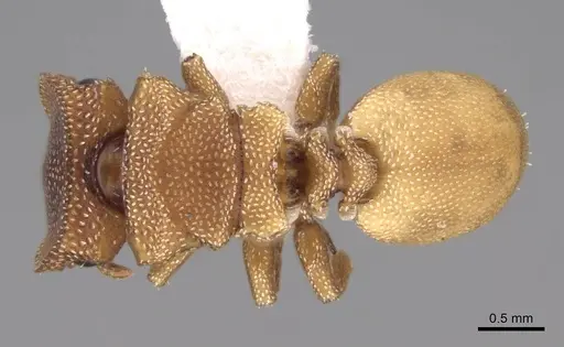 Cephalotes persimplex specimen CASENT0922543 image casent0922543_1