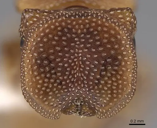 Cephalotes persimplex specimen CASENT0922543 image casent0922543_2
