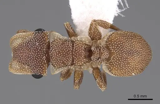 Cephalotes persimplex specimen CASENT0922544 image casent0922544_1