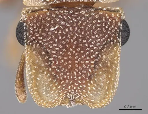 Cephalotes persimplex specimen CASENT0922544 image casent0922544_2