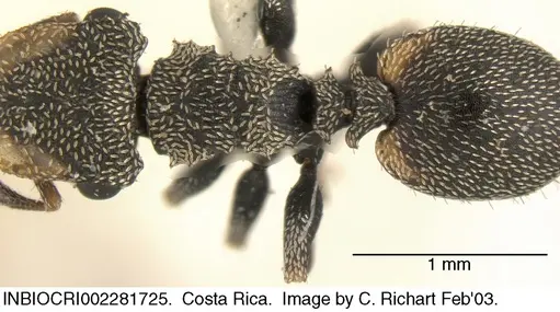 Cephalotes peruviensis specimen INBIOCRI002281725 image inbiocri002281725_1