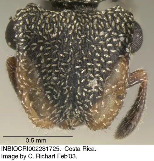 Cephalotes peruviensis specimen INBIOCRI002281725 image inbiocri002281725_2