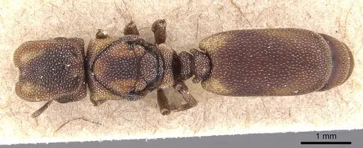 Cephalotes pileini specimen CASENT0904924 image casent0904924_1