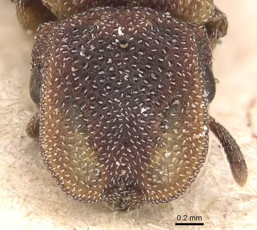 Cephalotes pileini specimen CASENT0904924 image casent0904924_2