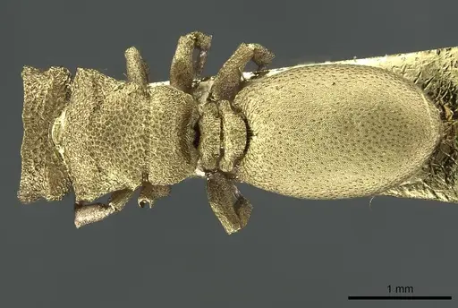 Cephalotes pileini specimen CASENT0912614 image casent0912614_1