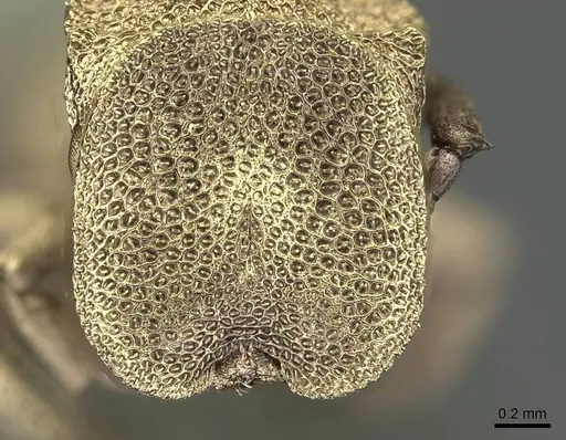Cephalotes pileini specimen CASENT0912614 image casent0912614_2