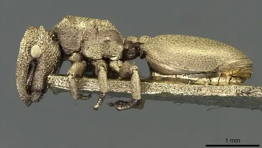 Cephalotes pileini specimen CASENT0912614 image casent0912614_4
