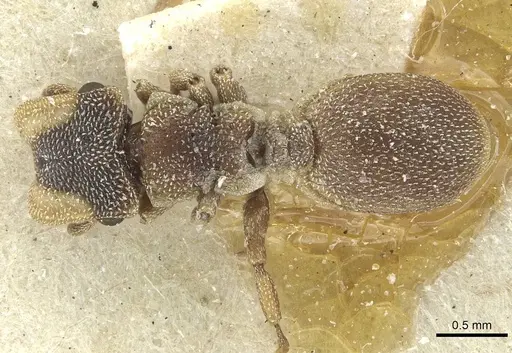 Cephalotes pileini specimen CASENT0912615 image casent0912615_1