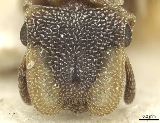 Cephalotes pileini specimen CASENT0912615 image casent0912615_2