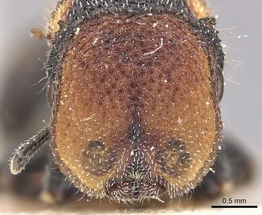 Cephalotes pilosus specimen CASENT0904911 image casent0904911_2