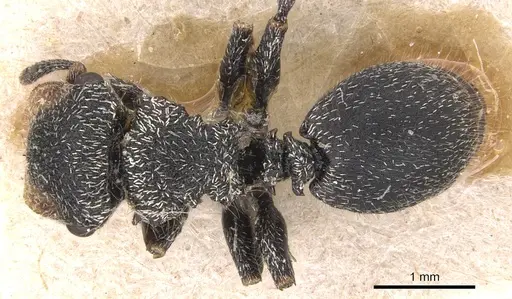 Cephalotes pilosus specimen CASENT0904912 image casent0904912_1