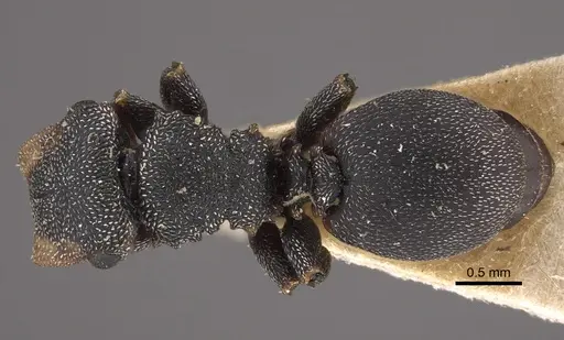 Cephalotes pilosus specimen CASENT0917839 image casent0917839_1