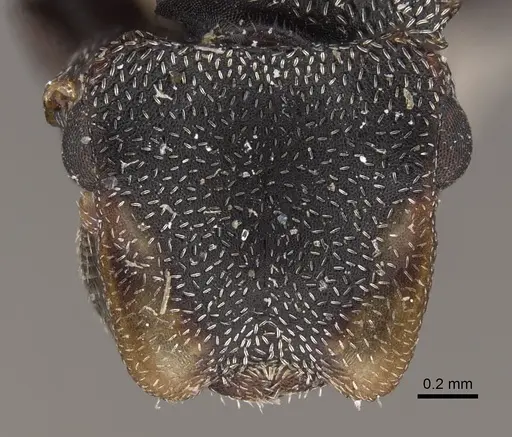 Cephalotes pilosus specimen CASENT0917839 image casent0917839_2