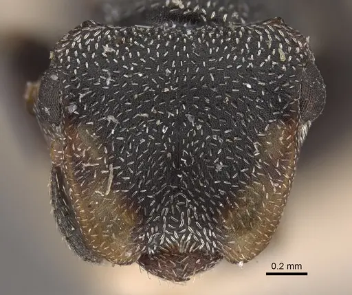 Cephalotes pilosus specimen CASENT0917839 image casent0917839_3