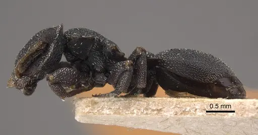 Cephalotes pilosus specimen CASENT0917839 image casent0917839_4