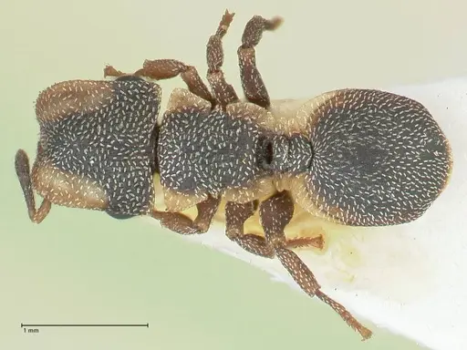 Cephalotes pinelii specimen FOCOL2150 image focol2150_1