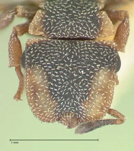 Cephalotes pinelii specimen FOCOL2150 image focol2150_2
