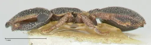 Cephalotes pinelii specimen FOCOL2150 image focol2150_3
