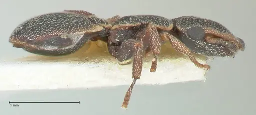 Cephalotes pinelii specimen FOCOL2150 image focol2150_4