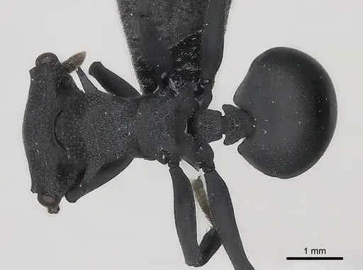 Cephalotes placidus specimen CASENT0217842 image casent0217842_1