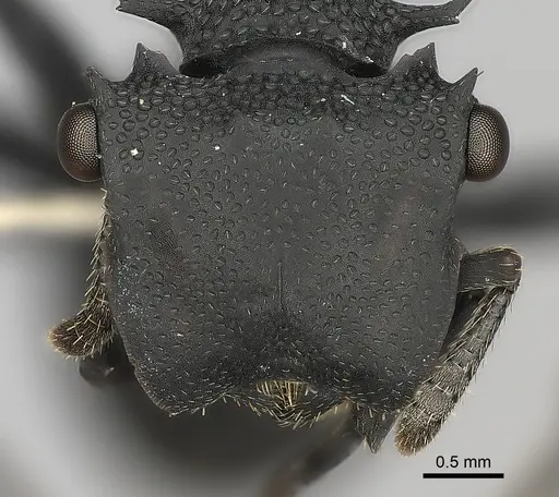 Cephalotes placidus specimen CASENT0217842 image casent0217842_2