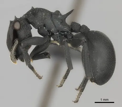 Cephalotes placidus specimen CASENT0217842 image casent0217842_3