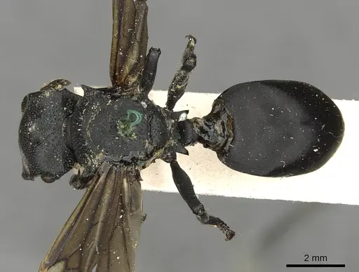 Cephalotes placidus specimen CASENT0900231 image casent0900231_1