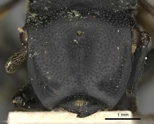 Cephalotes placidus specimen CASENT0900231 image casent0900231_2