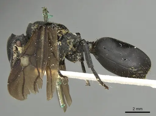 Cephalotes placidus specimen CASENT0900231 image casent0900231_3