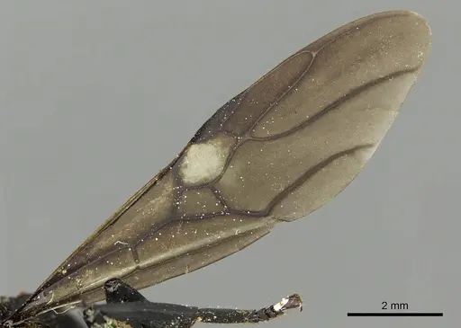Cephalotes placidus specimen CASENT0900231 image casent0900231_4