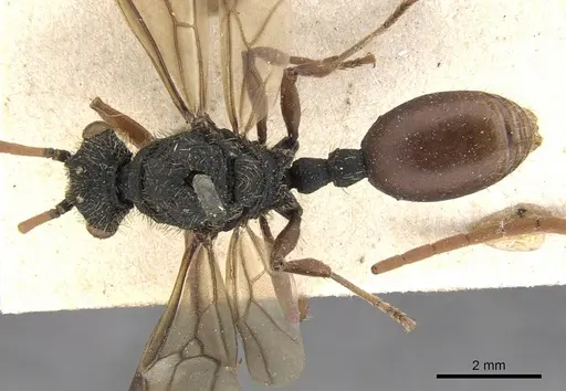 Cephalotes placidus specimen CASENT0901458 image casent0901458_1