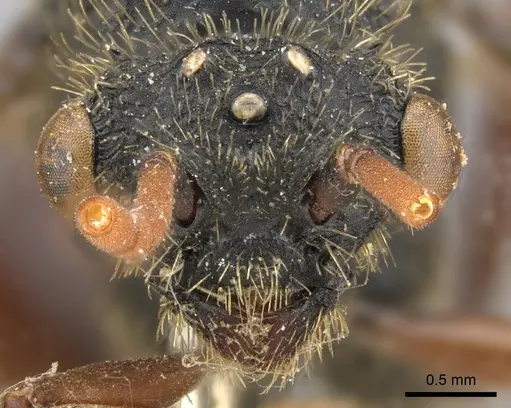 Cephalotes placidus specimen CASENT0901458 image casent0901458_2