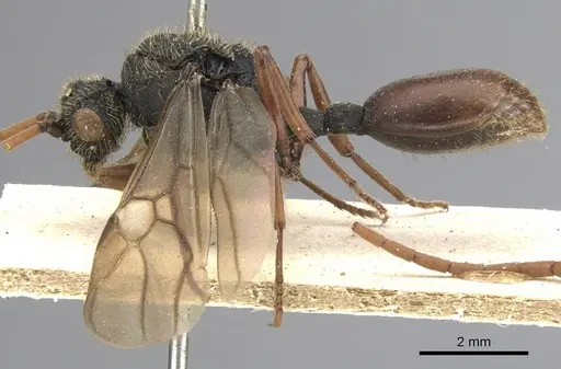 Cephalotes placidus specimen CASENT0901458 image casent0901458_3