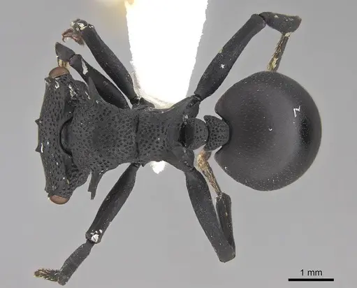 Cephalotes placidus specimen CASENT0922511 image casent0922511_1