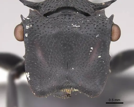 Cephalotes placidus specimen CASENT0922511 image casent0922511_2