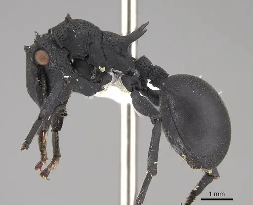 Cephalotes placidus specimen CASENT0922511 image casent0922511_3