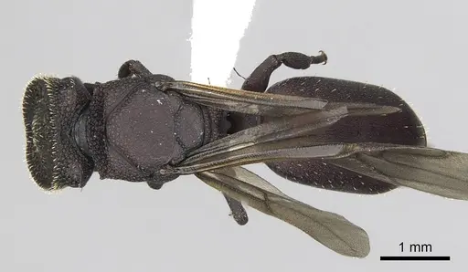Cephalotes porrasi specimen CASENT0613103 image casent0613103_1