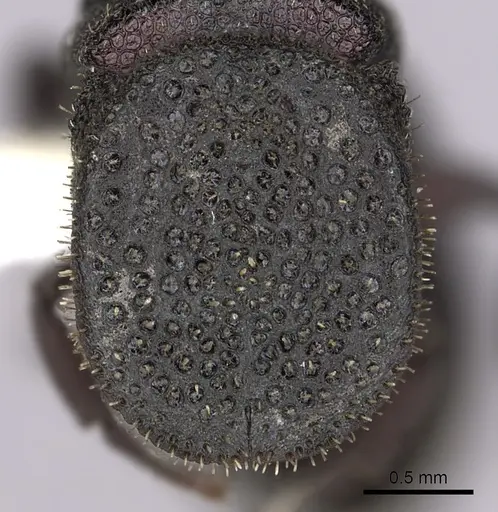 Cephalotes porrasi specimen CASENT0613103 image casent0613103_2