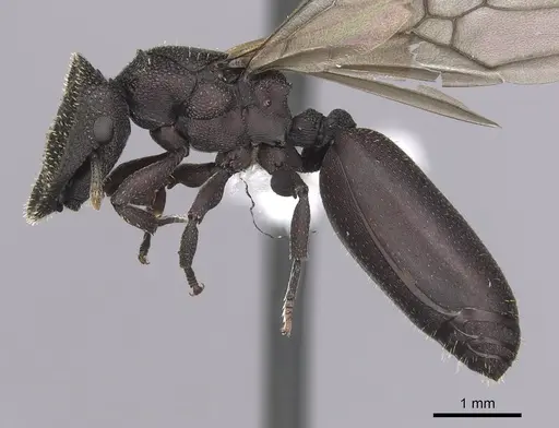 Cephalotes porrasi specimen CASENT0613103 image casent0613103_3