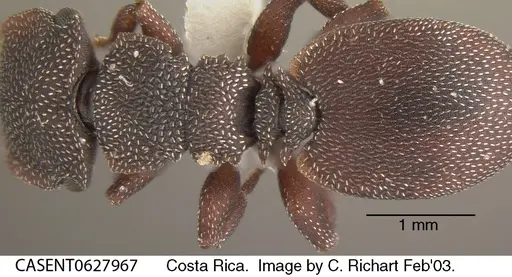Cephalotes porrasi specimen CASENT0627967 image casent0627967_1