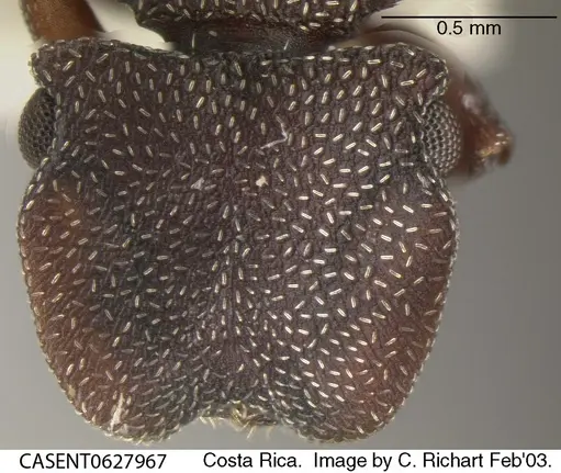 Cephalotes porrasi specimen CASENT0627967 image casent0627967_2
