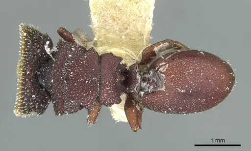 Cephalotes porrasi specimen CASENT0912610 image casent0912610_1